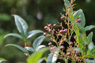 珍しい紫色の実のなった南天