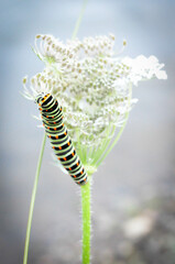 chenille sur sa fleur