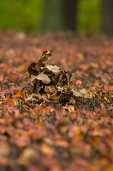 Vertical photo with dry oak leaves on top of an autumn shrub on a blurry background