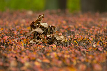 Pile of dry oak leaves on the surface of a red-yellow shrub in autumn
