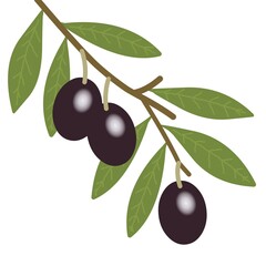 Branche d'oliviers avec olives sur fond blanc