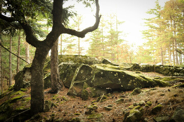 Obraz premium forêt d'automne