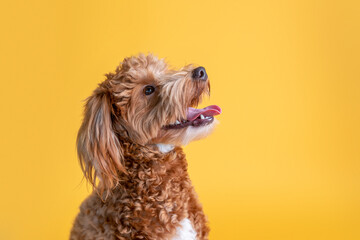 Mini goldendoodle, golden doodle puppy in a studio on yellow background 