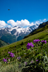 Fototapeta premium Flowers near Terskol waterfall. Prielbrusye National Park area.