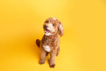 Mini goldendoodle, golden doodle puppy in a studio on yellow background 