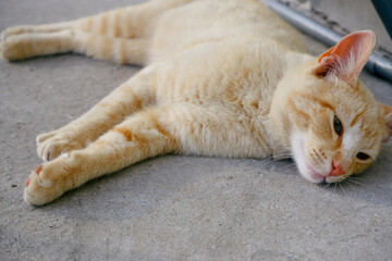 A ginger cat lies on a concrete path. The cat is resting in the sun.