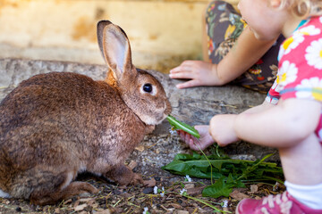 Mädchen füttert Hasen im Stall. Kind mit Hasen am Bauernhof. Girl feeds rabbits in the stable. Child with rabbits on the farm. © Lukas Bast