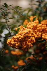 orange berries on a tree