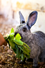 Hase frisst frisches Gras. Leben auf dem am Bauernhof. Bunny eats fresh grass. Life on the farm.