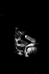 Zwei junge Katzen spielen im Sonnenlicht. Schwarzweiß.
Two kittens play in the sunlight. Black-and-white.