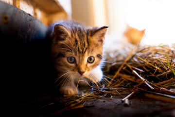 Kleine Katze schaut neugierig. Little cat looks curiously.