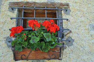 Fototapeta na wymiar flowers in a window in typical huts 