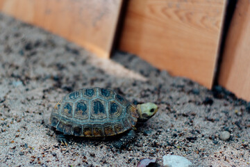 A small turtle is walking on the sand in the pen.