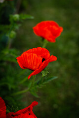 Fototapeta premium Red poppies in a bright green garden