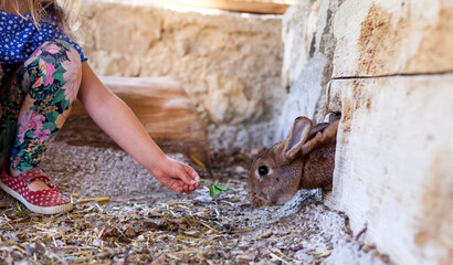 Mädchen füttert Hasen im Stall. Kind mit Hasen am Bauernhof. Girl feeds rabbits in the stable. Child with rabbits on the farm. © Lukas Bast