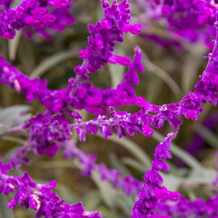 紫の花 purple Flowers