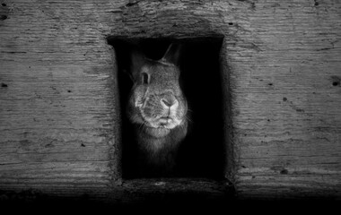 Hase sieht aus Fenster. Hase am Bauernhof. Rabbit looks out of the window. Rabbit on the farm.