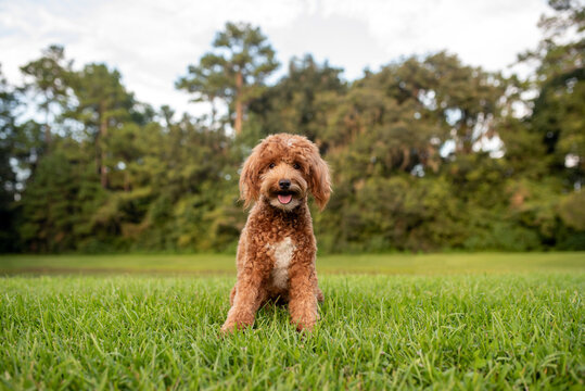 Mini goldendoodle, golden doodle puppy on green grass