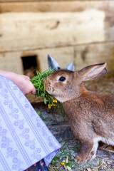 Mädchen in traditioneller Tracht füttert Hasen. Hasen am Bauernhof. Girl in national costume feeds rabbits. Rabbits on the farm. © Lukas Bast