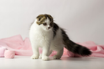 Fototapeta na wymiar Young scottish highland fold kitten on white and pink background
