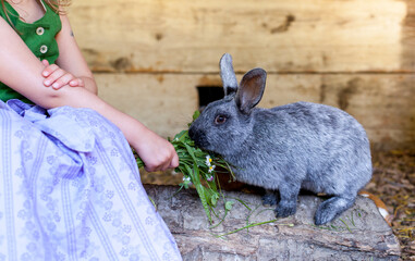 Mädchen füttert Hasen im Stall. Kind mit Hasen am Bauernhof. Girl feeds rabbits in the stable. Child with rabbits on the farm. © Lukas Bast