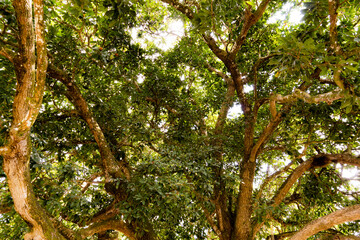 Majestic tree on the farm