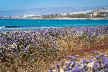 Limonium sinuatum winged mediterranean sea lavender growing wild in Cyprus seashore. Wonderful...