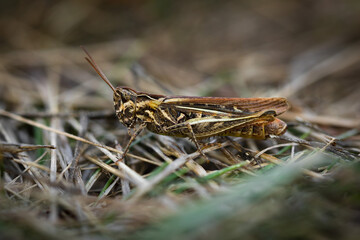Grasshopper sits on the ground