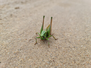 The Green grasshopper on the ground close-up.