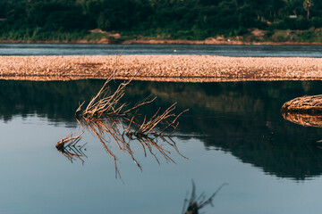 Tree branches in the water and the reflection.