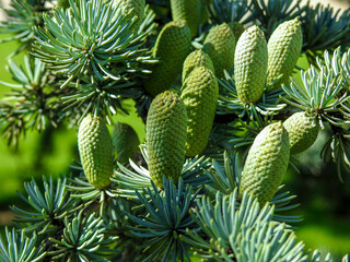 close up of cones