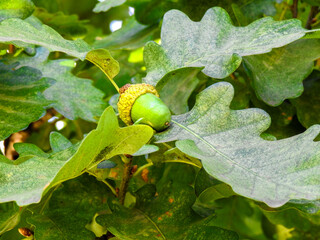 oak leaf and acorn