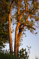 Baum im Sonnenuntergang