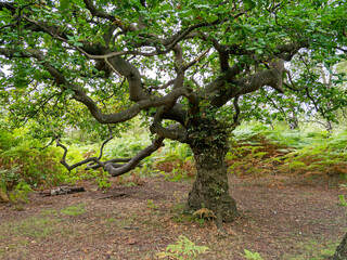 Oak tree with spreading branches green summer foliage