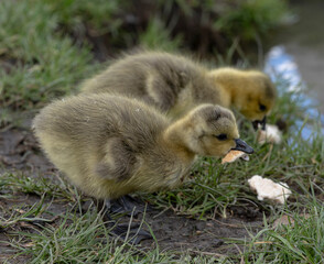 A goose gosling eating bread with young sibling in background