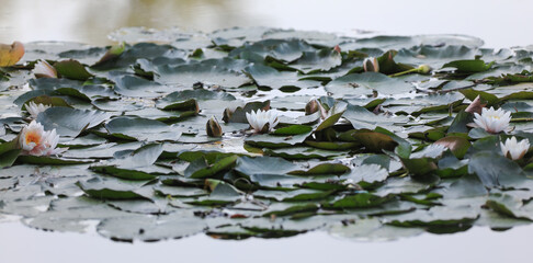 flowering lotus bush with flowers on the lake