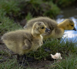 Baby goose goslings in grass with bread