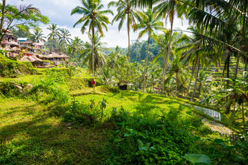 Fototapeta na wymiar Tegalalang Rice Terraces in Ubud, Bali, Indonesia