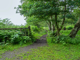 Trail at Skipwith Common, North Yorkshire, England