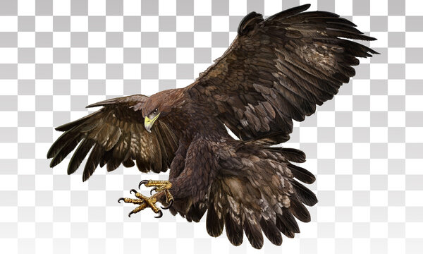 Golden eagle landing hand draw and paint on grey white checkered background vector