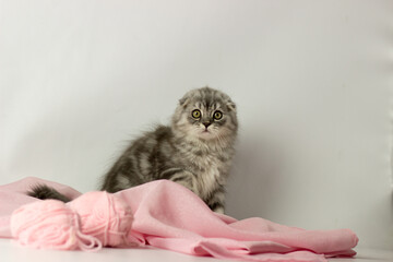 Young scottish highland fold kitten on white and pink background