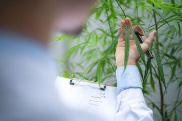 scientist checking on organic cannabis hemp plants in a weed greenhouse. Concept of legalization...