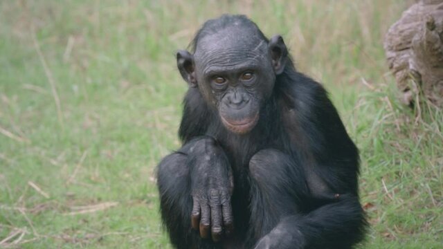 b&eacute;b&eacute; singe qui regarde la cam&eacute;ra assis au sol