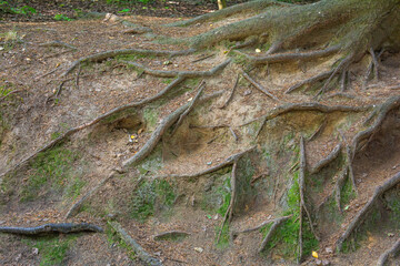 Tree roots on forest ground