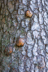 Natural texture of old pine tree bark. Tree bark texture