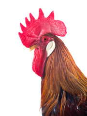 rooster portrait isolated on white background