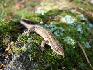 Lizard in the forest on a stump