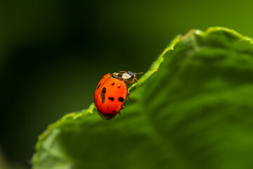 ladybird on a leaf