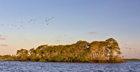 Guara birds returning home to their island, Parnaiba, route of emotions, Brazil