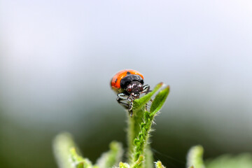 ladybug on a blade of grass